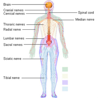 Diagram - The Nervous System
